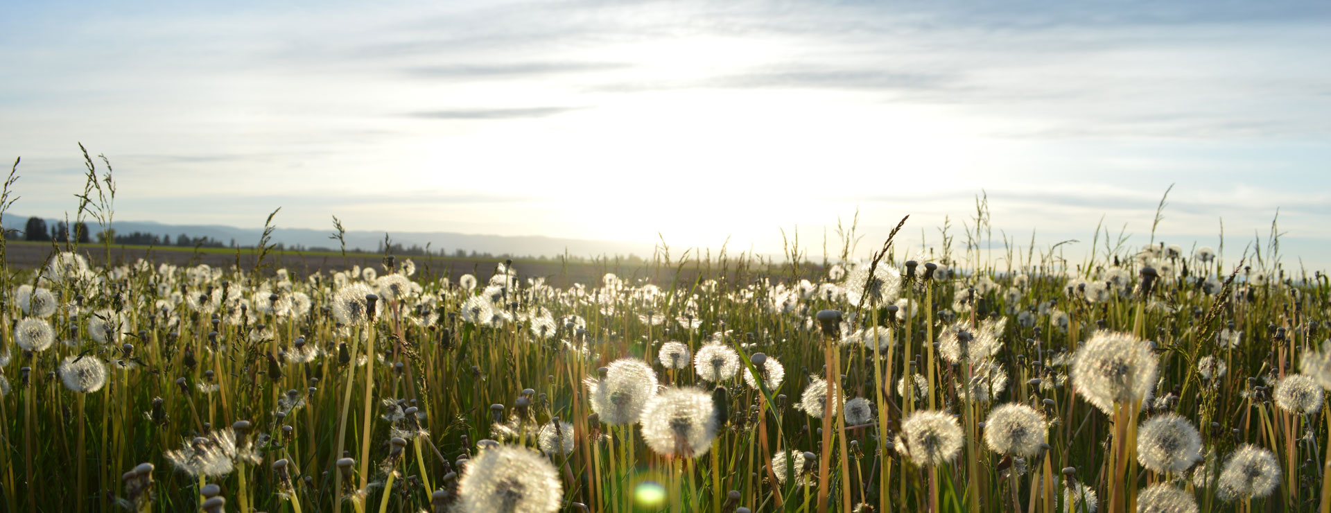 Campo de flores - foto Jason Long