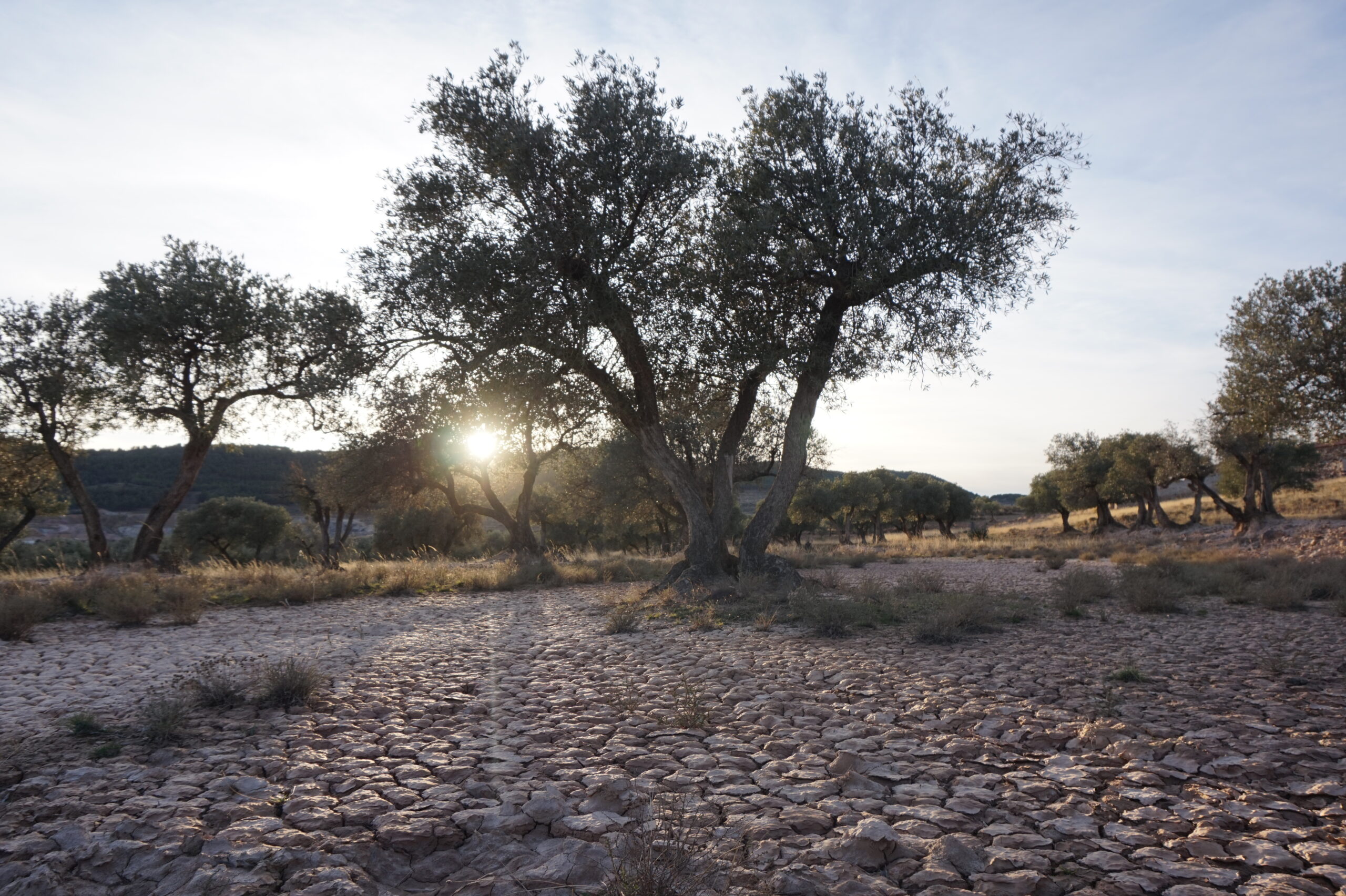 Impacto ambiental de Canvas